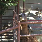 050605_GreenlandVacation83-GrinningLlama