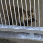 050605_GreenlandVacation84-Racoon