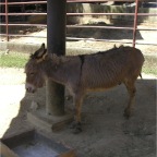 050605_GreenlandVacation85-Donkey