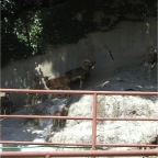 050605_GreenlandVacation86-MountainGoats