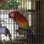 050605_GreenlandVacation87-Parrot