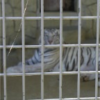 050605_GreenlandVacation92-WhiteTiger1