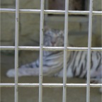 050605_GreenlandVacation93-WhiteTiger2