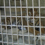 050605_GreenlandVacation94-Tiger