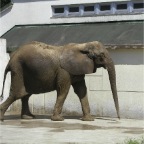 050605_GreenlandVacation98-Elephant