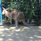 050605_GreenlandVacation99-Kangaroo1