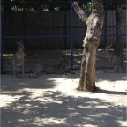 050605_GreenlandVacation100-Kangaroo2