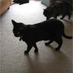 050614_Cats2-MinuitAndSpot