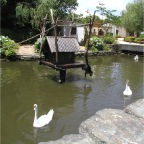 050623_NagasakiBioPark01-SwansAndMonkey