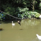 050623_NagasakiBioPark02-SwansAndMonkey