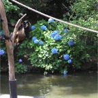 050623_NagasakiBioPark03-HydrangeaAndMonkeys