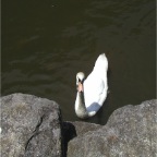 050623_NagasakiBioPark04-Swan