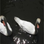 050623_NagasakiBioPark06-Swans