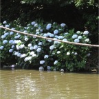 050623_NagasakiBioPark07-HydrangeaFlowers