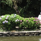 050623_NagasakiBioPark08-HydrangeaFlowers