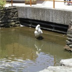 050623_NagasakiBioPark09-SwanPreening