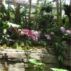 050623_NagasakiBioPark11-OrchidFlowers