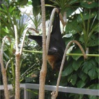 050623_NagasakiBioPark13-Bat