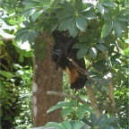 050623_NagasakiBioPark14-Bat