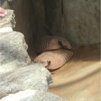 050623_NagasakiBioPark15-Armadillos