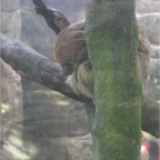 050623_NagasakiBioPark16-Sloth