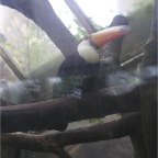 050623_NagasakiBioPark17-Toucan