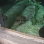 050623_NagasakiBioPark19-LongNeckTurtleAndRay