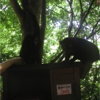 050623_NagasakiBioPark20-Lemurs