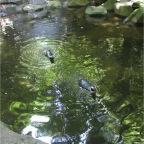 050623_NagasakiBioPark24-Penguins