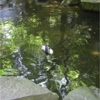 050623_NagasakiBioPark25-Penguins