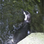 050623_NagasakiBioPark26-Penguins