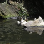 050623_NagasakiBioPark27-Seal