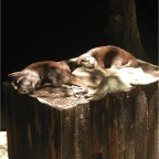 050623_NagasakiBioPark28-Otters