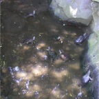 050623_NagasakiBioPark29-Turtles