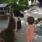 050623_NagasakiBioPark32-RCLlama