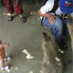 050623_NagasakiBioPark35-RCStuartKapybara