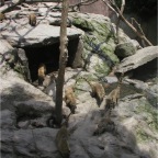 050623_NagasakiBioPark37-Coatimundi