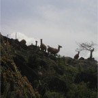 050623_NagasakiBioPark38-Llamas