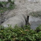 050623_NagasakiBioPark39-Rhino