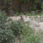 050623_NagasakiBioPark40-Meerkat
