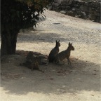 050623_NagasakiBioPark41-Mara