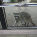 050623_NagasakiBioPark42-Raccoon