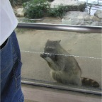 050623_NagasakiBioPark43-Raccoon