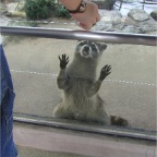 050623_NagasakiBioPark44-MickFeedsRaccoon