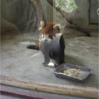 050623_NagasakiBioPark45-RedPanda