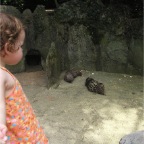 050623_NagasakiBioPark49-Porcupine