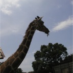 050623_NagasakiBioPark51-Giraffe