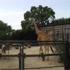 050623_NagasakiBioPark53-Giraffe