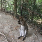 050623_NagasakiBioPark55-KangarooDaddy