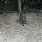 050623_NagasakiBioPark56-KangarooMommyWithBabyOnBoard